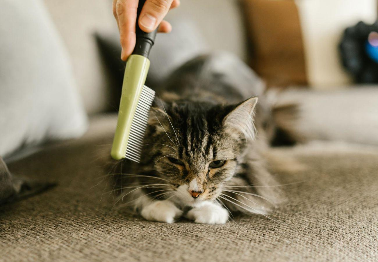 Pexels rodnae productions 7516109 opt