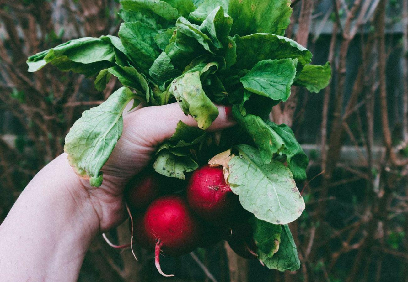 Radish gardening